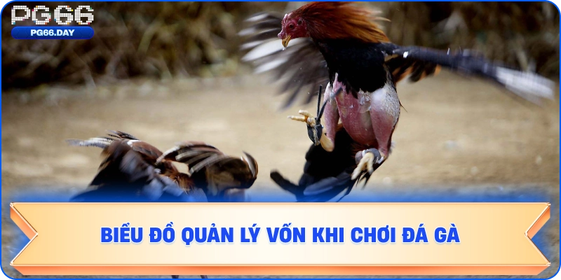 Biểu đồ quản lý vốn khi chơi đá gà