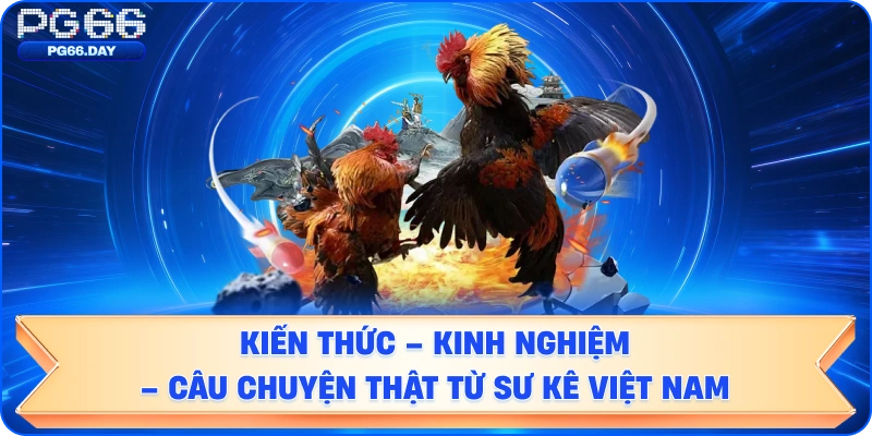 Kiến Thức – Kinh Nghiệm – Câu Chuyện Thật Từ Sư Kê Việt Nam