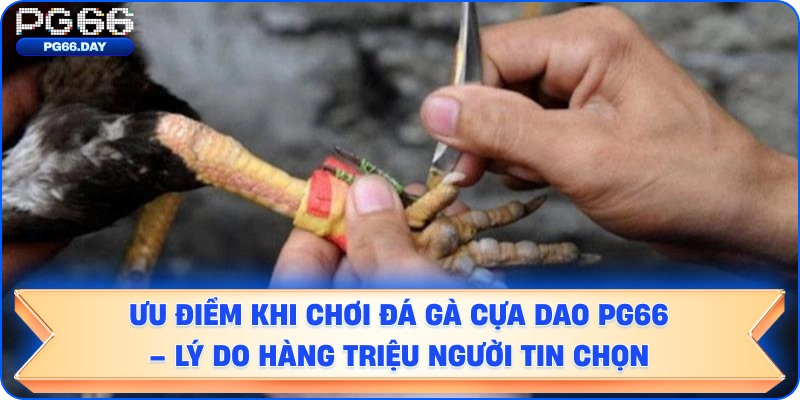 Ưu Điểm Khi Chơi Đá Gà Cựa Dao PG66 – Lý Do Hàng Triệu Người Tin Chọn